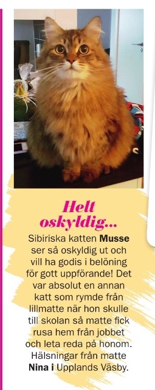 Sibirisk katt Musse